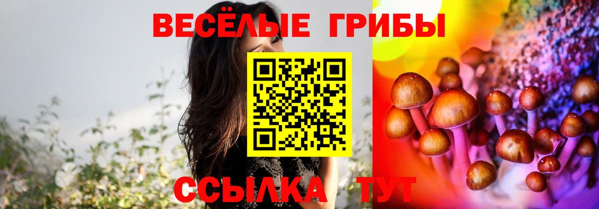 Будённовск  Галлюциногенные грибы Psilocybine cubensis  Вход с VPN 